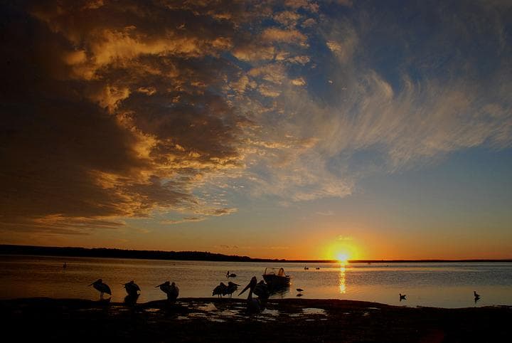 Pellicani al Tramonto